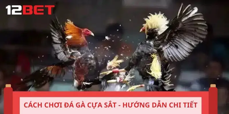 Cách chơi đá gà cựa sắt - Hướng dẫn chi tiết