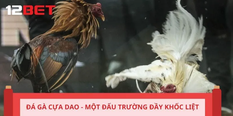 Đá gà cựa dao - Một đấu trường đầy khốc liệt