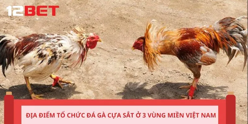 Địa điểm tổ chức đá gà cựa sắt ở 3 vùng miền Việt Nam