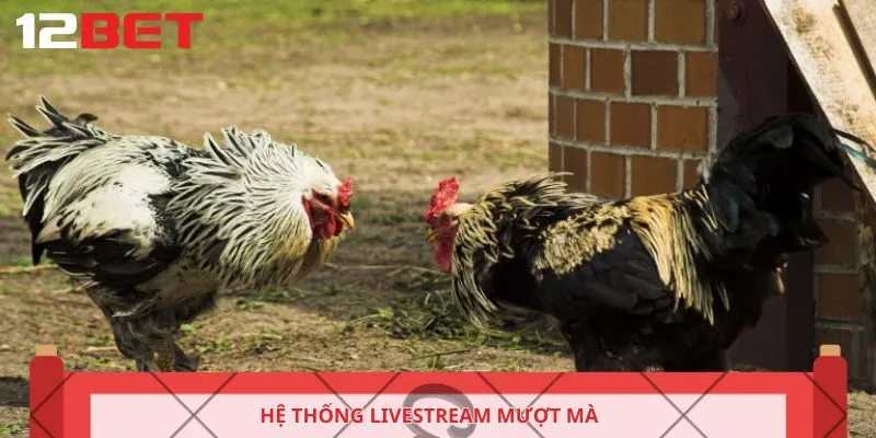 Hệ thống livestream mượt mà