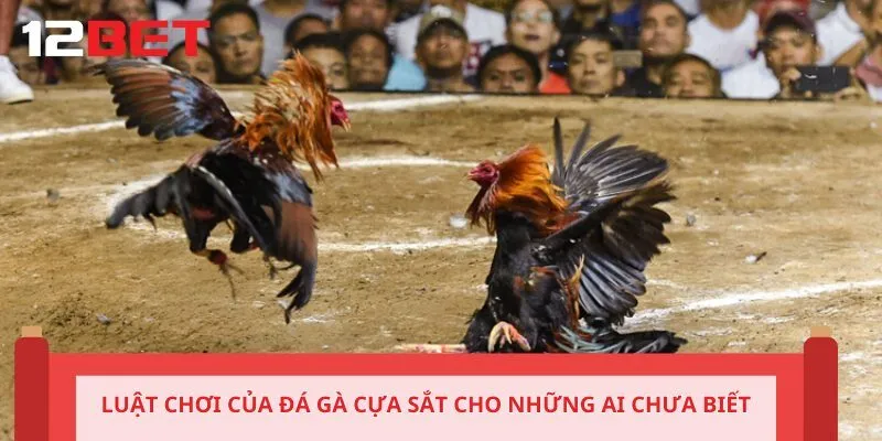 Luật chơi của đá gà cựa sắt cho những ai chưa biết