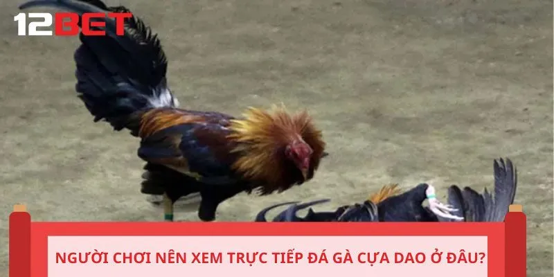 Người chơi nên xem trực tiếp đá gà cựa dao ở đâu?