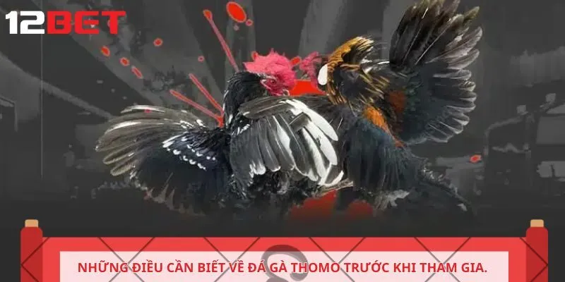 Những điều cần biết về đá gà Thomo trước khi tham gia.