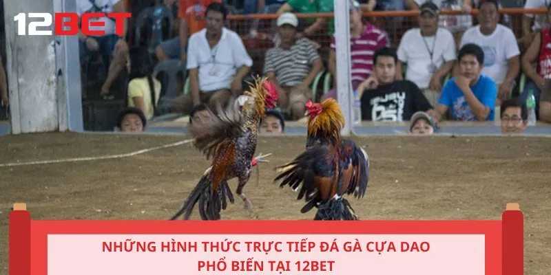 Những hình thức trực tiếp đá gà cựa dao phổ biến tại 12BET