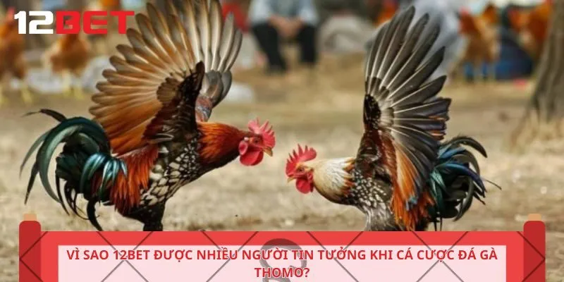 Vì sao 12bet được nhiều người tin tưởng khi cá cược đá gà Thomo?